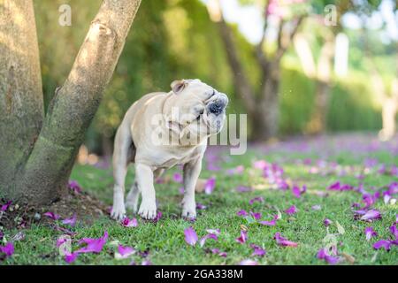 Mise au point sélective d'un bouledogue blanc dans un jardin exposé à la lumière du soleil Banque D'Images