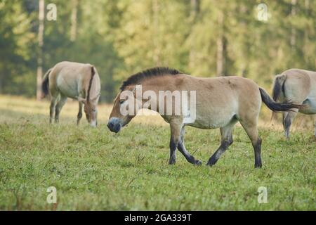 Chevaux de Przewalski ou chevaux sauvages mongoles (Equus ferus przewalskii) sur un champ, captif, parc national de la forêt bavaroise; Bavière, Allemagne Banque D'Images