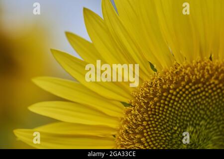 Gros plan extrême d'une fleur de tournesol commune (Helianthus annuus); Bavière, Allemagne Banque D'Images