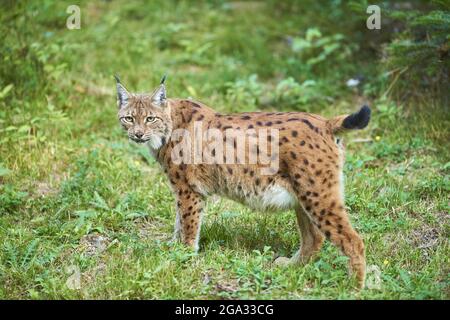 Lynx eurasien (Lynx lynx) dans une forêt, captive, parc national de la forêt bavaroise; Bavière, Allemagne Banque D'Images