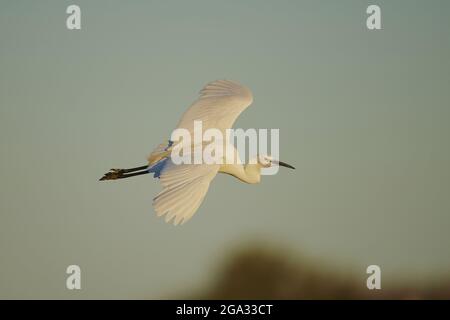 Faune et flore de la petite aigrette (Egretta garzetta), Parc naturel régional de Camargue; Saintes-Maries-de-la-Mer, Camargue, France Banque D'Images