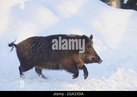 Sanglier (sus scrofa) dans une forêt en hiver, parc national de la forêt bavaroise; Bavière, Allemagne Banque D'Images