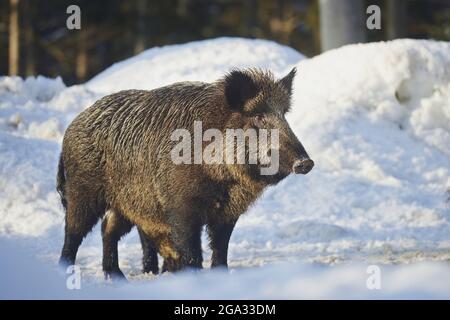 Sanglier (sus scrofa) dans une forêt en hiver, parc national de la forêt bavaroise; Bavière, Allemagne Banque D'Images