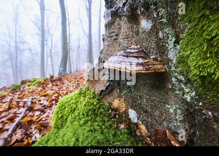 Faux champignon ou champignon de l'hof (Fomes fomentarius) sur un vieux tronc d'arbre de hêtre européen (Fagus sylvatica), Kleine Fatra, Carpates Mountains Banque D'Images