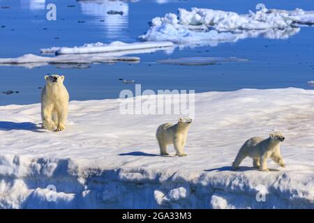 Ours polaire (Ursus maritimus) mère et ourson sur l'iceberg, détroit d'Hinloway, Svalbard, Norvège; Svalbard,Norvège Banque D'Images