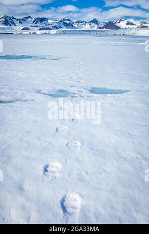 Pistes de l'ours polaire (Ursus maritimus) sur la banquise, fjord Horsund, Svalbard, Norvège; Svalbard, Norvège Banque D'Images