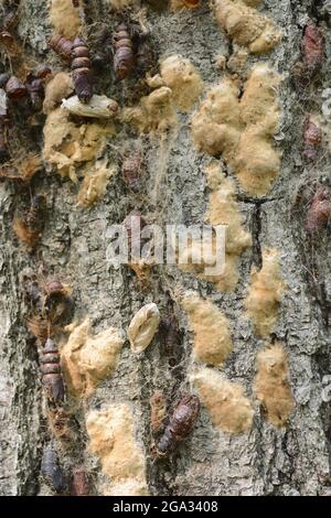 Moth de Gypsy (Lymantria dispar) pupa et masses d'oeufs sur l'écorce de chêne rouge; New York, États-Unis d'Amérique Banque D'Images