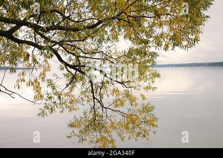 Feuilles et branches de saule surplombant les eaux calmes du lac Seneca à l'automne, région des lacs Finger de New York; New York, États-Unis d'Amérique Banque D'Images