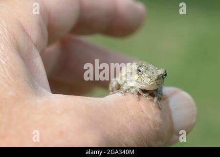 Tenant en main une grande grenouille grise (Hyla versicolor); New York, États-Unis d'Amérique Banque D'Images