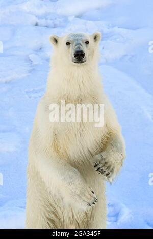 Ours polaire (Ursus maritimus) en approche rapprochée, debout sur ses pattes arrière regardant la caméra; Svalbard, Norvège Banque D'Images