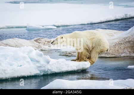 L'ours polaire (Ursus maritimus) saute entre des flotteurs de glace sur le détroit d'Hinloopen. Partie 4 d'une série de 4 images; Svalbard, Norvège Banque D'Images