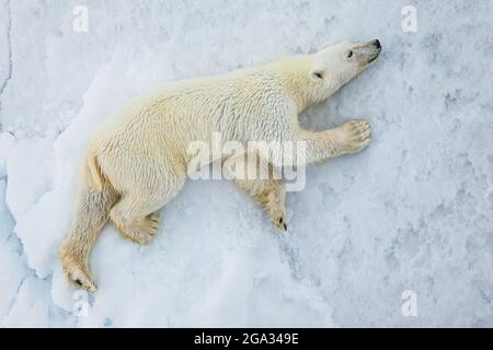 Ours polaire (Ursis maritimus) situé sur la banquise, Archipel du Svalbard; Svalbard, Norvège Banque D'Images