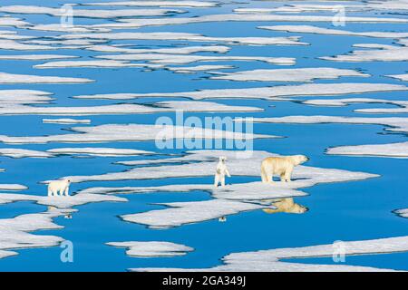 Ours polaire, mère et petits (Ursus maritimus) marchant sur la glace en pack de fusion, détroit d'Hinloway; Svalbard, Norvège Banque D'Images