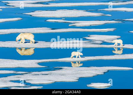 Ours polaire, mère et petits (Ursus maritimus) marchant sur la glace en pack de fusion, détroit d'Hinloway; Svalbard, Norvège Banque D'Images