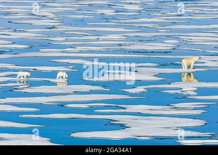 Ours polaire, mère et petits (Ursus maritimus) marchant sur la glace en pack de fusion, détroit d'Hinloway; Svalbard, Norvège Banque D'Images