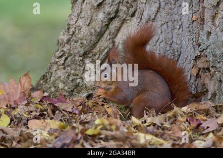 Écureuil roux (Sciurus vulgaris) en automne, manger un écrou par un arbre; Allemagne Banque D'Images