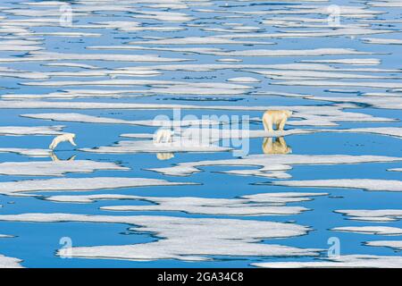 Ours polaire, mère et petits (Ursus maritimus) marchant sur la glace en pack de fusion, détroit d'Hinloway; Svalbard, Norvège Banque D'Images