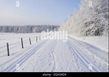 Ski de fond sur un paysage d'hiver le matin, montagne Wasserkuppe, montagnes Rhon ; Gersfeld, Hesse, Allemagne Banque D'Images