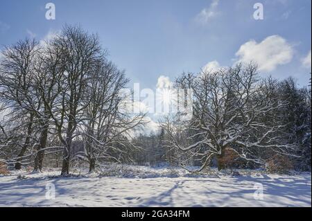 châtaignier et forêt avec des arbres enneigés et des rayons de soleil en hiver; Spessart, Bavière, Allemagne Banque D'Images