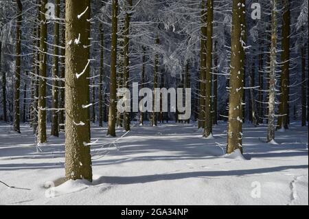 Forêt de conifères en hiver, montagne de Wasserkuppe, montagnes de Rhon; Gersfeld, Hesse, Allemagne Banque D'Images