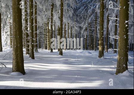 Forêt de conifères en hiver, montagne de Wasserkuppe, montagnes de Rhon; Gersfeld, Hesse, Allemagne Banque D'Images