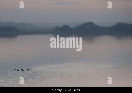 Canards sur un lac dans la brume matinale, un canard nageant loin du troupeau; Geersdijk, Zélande, pays-Bas Banque D'Images