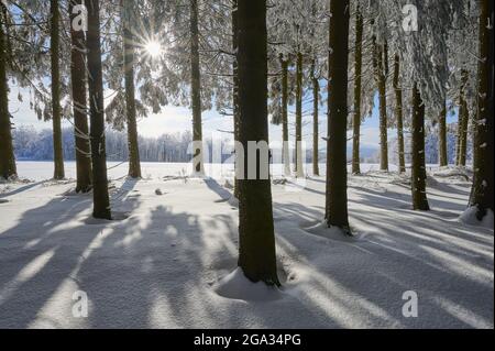 Forêt de conifères avec ensoleillement en hiver, montagne de Wasserkuppe, montagnes de Rhon; Gersfeld, Hesse, Allemagne Banque D'Images