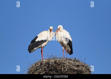 Paire de cicontres blancs (Ciconia ciconia) debout sur un nid contre un ciel bleu vif; Hesse, Allemagne Banque D'Images