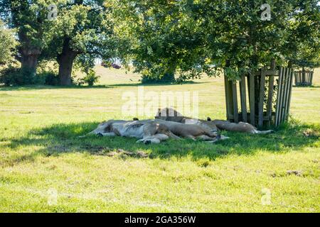 Les Lions se trouvent à l'ombre des arbres dans le parc safari de Woburn lors d'une chaude journée d'été Banque D'Images