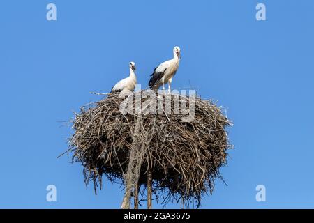 Cigognes blanches debout dans un nid lors d'une chaude journée d'été en Hongrie. Banque D'Images
