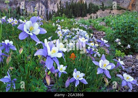 Fleurs sauvages de Columbine (Aquilegia caerulea) et pinceau indien (Castilleja) fleurissant dans un pré dans une vallée entourée par la rudes San Juan Moun... Banque D'Images