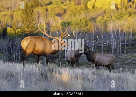 Wapitis (Cervus canadensis) taureaux et vaches dans une forêt de couleur automnale; Colorado, États-Unis d'Amérique Banque D'Images