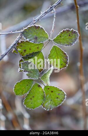 Bords dépolis de feuilles dans un groupe suspendu à une branche épineuse; Surry, Colombie-Britannique, Canada Banque D'Images