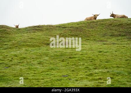 Les bovins des Highlands reposent dans un pâturage sur l'île d'Iona, en Écosse; Iona, île d'Iona, en Écosse Banque D'Images