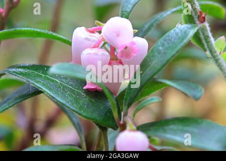 Macro de fleurs de canneberges sauvages au printemps Banque D'Images