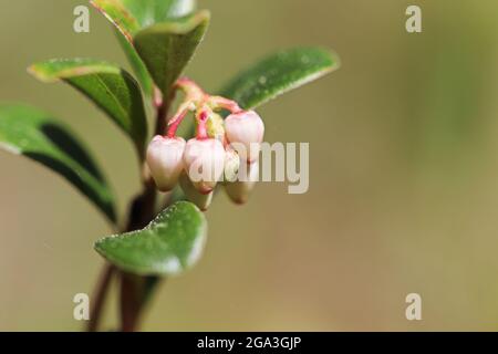 Macro de fleurs de canneberges sauvages au printemps Banque D'Images