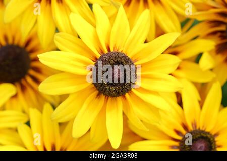 Photo macro. Vue rapprochée sur les fleurs jaunes de Rudbeckia. Arrière-plan d'été. Banque D'Images