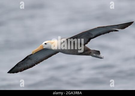 Albatros ondulés (Phoebastria irrorata), adulte, vue latérale en vol, près des îles Galapagos, Équateur 13 novembre 2017 Banque D'Images