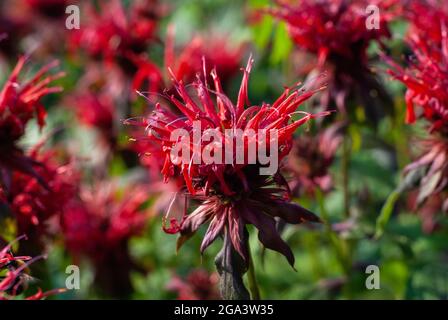 Plante à fleurs Beebalm - Monarda didyma fleurs rouges, gros plan Banque D'Images