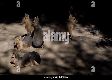 Santiago, Metropolitana, Chili. 28 juillet 2021. Un groupe de maras au zoo de Buin, à Santiago, au Chili. Ce zoo, le principal au Chili, a pu rouvrir ses portes il y a deux semaines, après des mois de fermeture en raison de la pandémie de covid et où ils ont lancé une campagne pour parrainer les animaux et ainsi couvrir les coûts du zoo. (Credit image: © Matias Basualdo/ZUMA Press Wire) Banque D'Images