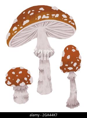 Amanita illustration de champignon clipart. Tabouret toxique. Dessin botanique Banque D'Images