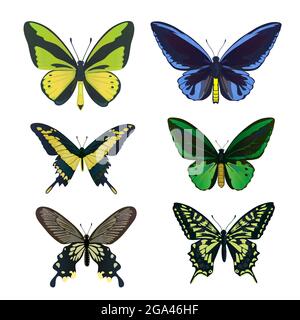 Un ensemble de grands papillons tropicaux colorés, de nageonnets et d'ailerons, de papilio et d'ornitoptera papilionidae.