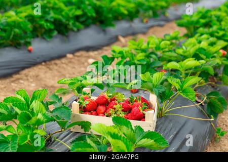 Caisse de fraises fraîchement cueillies sur le terrain de la ferme Banque D'Images