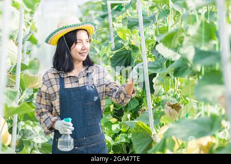 Jeune femme paysanne pulvérisation d'eau avec des jets de brouillard dans le jardin de la plantation de serre, la ferme de jardinage de melon, le concept de jardinage de fruit Banque D'Images