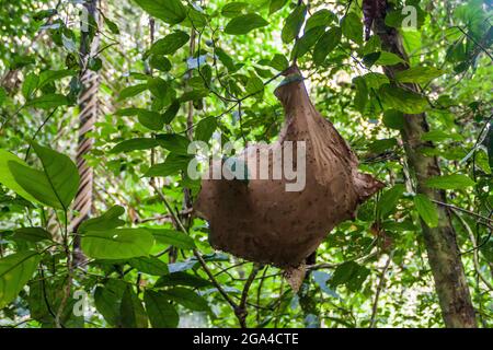 ANT nichent sur un arbre dans le parc national de Madidi, en Bolivie Banque D'Images