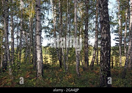 Bouleau grove en automne. À travers les troncs d'arbre, un grand défrichement est visible, inondé de lumière du soleil. Banque D'Images