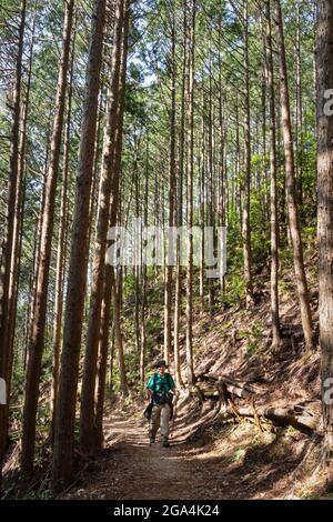 Tourisme avec des bâtons de randonnée pédestre le sentier Kumano Kodo parmi les grands arbres au Japon. Format vertical. Banque D'Images