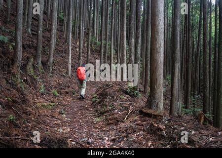 Randonnée touristique le sentier Kumano Kodo dans la forêt avec de grands arbres. Kumano Kodo est une série d'anciennes routes de pèlerinage qui sillonnent le Kii Hant Banque D'Images