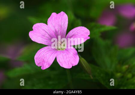 Fleur d'un Herb Robert ou d'un géranium de renard (Geranium robertianum) en croissance à B. C., Canada Banque D'Images