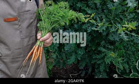 Bannière alimentaire. Mains d'homme tenant une carotte avec des feuilles. Concept de récolte d'automne. Produits biologiques agricoles. Une agriculture alimentaire saine. Mains de sexe masculin tenant un f Banque D'Images